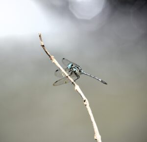 DSC 3880 Easy Resize.com